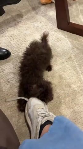 A small, fluffy brown dog is on a carpeted floor. The dog is interacting with a person's foot, which is wearing a white sneaker and blue pants. The dog is playing with a white string that is attached to the person's shoe. Another person's black boot is visible in the upper left corner of the frame. A portion of a wooden table is visible in the upper right corner.