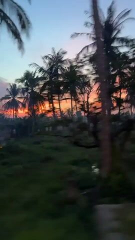The video shows a blurry, fast-moving view of a tropical landscape at dusk. Tall palm trees dominate the foreground, their fronds silhouetted against a sky painted with hues of orange, pink, and blue from the setting sun. The trees are densely packed, creating a canopy that is partially obscured by the motion blur. Below the trees, the ground is covered in lush green vegetation, also blurred due to the movement. The overall impression is that of a journey through a palm grove as the day concludes, with the rapid movement emphasizing the transient nature of the scene.