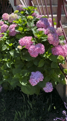 Spring garden scenes documented in Kumbor, Montenegro