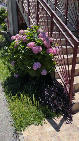 Spring garden scenes documented in Kumbor, Montenegro
