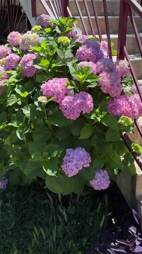 Spring garden scenes documented in Kumbor, Montenegro