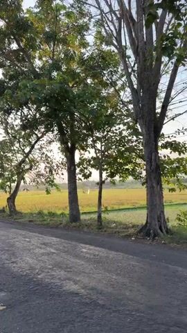 Two people ride on a white scooter along a paved road. The person in front is driving, and the person behind them is a passenger. They are both wearing dark clothing. The road is lined with trees on the left, and a field of yellow crops is visible beyond the trees. The sky appears overcast, and the lighting suggests it is either early morning or late afternoon. The camera follows the scooter from the side, capturing their movement along the road.