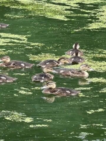The video shows a group of ducklings swimming in green water that is covered with algae. There are approximately ten ducklings in the video. Some of the ducklings are close together, while others are more spread out. The ducklings are all facing in different directions. The water is calm and there are no visible predators.