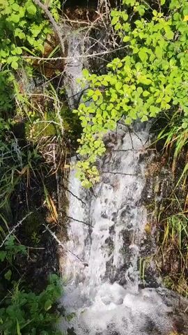 This is a close-up video of a small waterfall flowing over rocks surrounded by lush green foliage. The water is clear and appears to be moving swiftly. The surrounding vegetation is dense and includes various types of leaves and grasses, suggesting a natural, outdoor environment. The sunlight appears to be bright, illuminating the scene and creating reflections on the water's surface. The camera angle is angled downwards, focusing on the water and the immediate surroundings. There are no people or animals visible in the video.