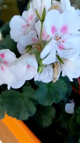 The video shows a cluster of white geraniums with pink accents, and then cuts to several shots of hot pink geraniums. The flowers are in pots on a table. The table itself and background are out of focus. The video also features the sound of loud snoring.
