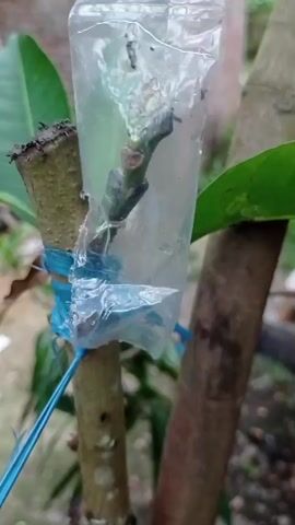 The video shows a close-up of a plant grafting technique. A scion, which is a cutting from one plant, has been attached to the rootstock of another plant. The graft union is secured with blue tape and covered with a clear plastic bag. The scion appears to be a young shoot with small buds. The background is blurred, but it appears to be an outdoor environment with greenery and a brick structure. There are no people visible in the video. The action consists of the static image of the grafted plant, with slight camera movements to provide different angles of the graft.