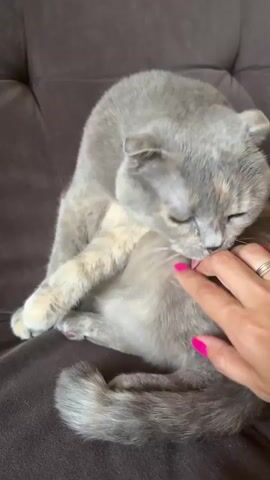 The video shows a close-up of a grey cat with folded ears sitting on a dark brown sofa. A person's hand, with bright pink nail polish and a ring on the ring finger, is gently petting the cat's belly. The cat is looking down towards its belly and appears relaxed. The background is the textured surface of the sofa.