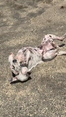 A dalmatian dog rolls on its back on a concrete surface. The dog has white fur with black spots. The dog is in direct sunlight. The concrete surface appears to be a sidewalk or a patio. The video is a close-up shot of the dog.