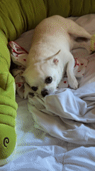 Spring morning scenes in Birobidzhan: pets, blooming flowers, children