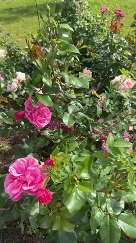 The video pans across a rose garden. Various shades of pink and peach roses are in bloom, interspersed with lush green foliage. Some roses are fully open, showcasing their layered petals, while others are still in bud. The ground beneath the rose bushes is covered in dark soil, with a scattering of fallen petals in shades of pink and white. In the background, a patch of manicured green grass is visible, with the suggestion of trees or other vegetation beyond. The lighting suggests it is daytime, possibly late afternoon, with gentle sunlight illuminating the flowers. There are no people or animals visible in the frame. The camera movement is slow and steady, allowing the viewer to take in the details of the garden.