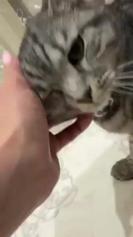 The video shows a person petting a grey tabby cat. The person's hand, with pink fingernails, strokes the cat's face and neck. The cat has green eyes and wears a white collar with a small pendant. The cat meows softly and seems comfortable with the interaction. The background is a patterned beige and white surface, likely a bed or couch.