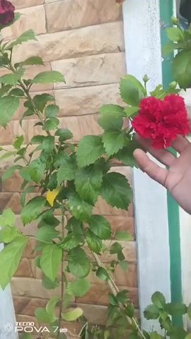 A close-up shot shows a person's hand reaching out to a blooming red hibiscus flower on a plant. The plant has green leaves and is positioned against a textured wall. The video captures the detail of the flower and the plant's stem.