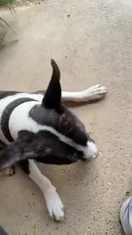 The video shows a black and white dog with pointed ears lying on a light gray concrete surface, wearing a black harness. The dog interacts with a person's hand, possibly playing. A worn tennis ball lies nearby. The person picks up the ball and walks with the dog to the edge of a covered patio. The view from the patio looks out over a yard with scattered vegetation, including cacti and small trees, and a pathway leading toward a gate. In the background, a town is visible nestled against a mountain range under a partly cloudy sky.