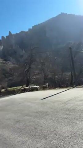 The video shows a flock of sheep crossing a paved road, with a mountainous landscape in the background. The sky is clear and blue. The trees are bare. A child can be heard calling "Mama."