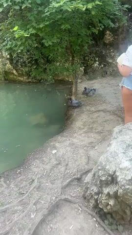 A group of ducks are by the edge of a body of water.