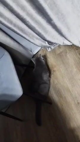 The video shows a grey cat sniffing at the edge of a grey curtain. The cat is on a wooden floor next to a grey upholstered chair. The cat's tail is visible and it is extended behind it. The camera is positioned above and to the side of the cat, looking down at the scene. The lighting is dim and appears to be artificial. The cat's head is turned towards the curtain, and it appears to be sniffing intently. The cat then moves slightly and the curtain shifts, obscuring the view of the cat.