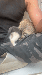 Person sits with two kittens in Jos, Nigeria