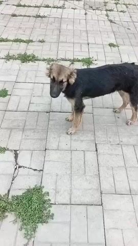 A scruffy, medium-sized dog with black and tan fur walks across a paved area. The dog appears to be a German Shepherd mix, with its tail curled slightly and its head lowered as it sniffs the ground. The paving stones are a light gray color and are arranged in a grid pattern. Some of the stones are cracked or uneven, with small weeds growing in the gaps.

The scene is outdoors, and the lighting suggests it is daytime, possibly overcast or evening. There are no people visible in the frame. The background is out of focus, but it appears to be more of the same paved area, possibly a courtyard or walkway. The overall mood is somewhat bleak or lonely, with the dog seeming to be on its own.

There is no visible text in the media file. The location context is Orlovka, Russia.