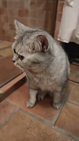 A short-haired, silver tabby cat sits on a tiled floor. Its body is facing forward, but its head is turned to the left, looking off-camera. The cat has green eyes, pointed ears, and prominent whiskers. The floor is made of terracotta-colored square tiles with lighter grout lines. In the background, there is a brick wall and a white cloth hanging. A human hand enters the frame and gently strokes the cat's cheek and neck. The cat remains seated, appearing calm. The video is brief, capturing only a few seconds of this interaction.
