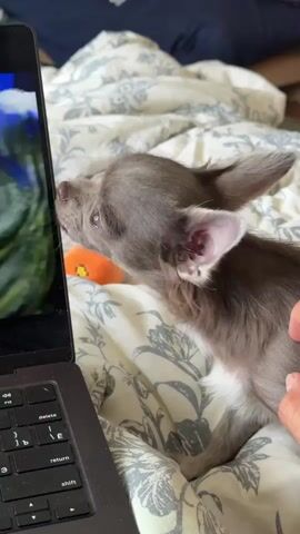A long-haired Chihuahua puppy is on a bed, near a laptop. The puppy is licking the laptop screen. A hand is petting the puppy on its back. The puppy has gray fur and pink ears. The laptop is black. The bed has a floral patterned comforter.