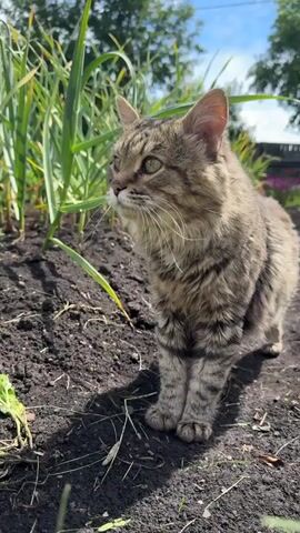 A brown tabby cat with green eyes is standing in dark soil next to tall green plants. The cat is facing to the left and looking up. Sunlight is casting shadows on the ground. In the background, there are trees and a blue sky.