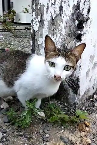 The video shows a short outdoor scene of a white and tabby cat. Initially, the cat is standing among loose stones and some weeds near a white pillar with peeling paint. The cat then moves onto an asphalt road and looks around before the video ends.