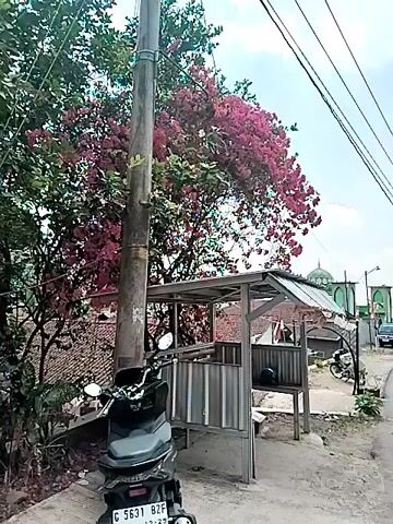 The video shows a street scene with a motorcycle parked in the foreground. A tall utility pole stands next to the motorcycle, with wires running overhead. Behind the pole, a tree with vibrant pink flowers is in bloom. A small, open-air shelter with a corrugated metal roof is visible to the right of the utility pole. In the background, there are houses with tiled roofs and what appears to be a building with green domes, possibly a mosque. The overall environment suggests a residential area with some vegetation. The camera is relatively still, with slight movements that may indicate a handheld recording. The lighting suggests it is daytime.