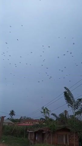 The video shows a cloudy sky filled with numerous birds, possibly swallows, flying in a disorganized manner. Below the birds, there are trees and buildings, including a palm tree and what appears to be a small brick structure with a rusty tin roof. Electrical wires cut across the sky. The overall scene appears to be an outdoor environment in a developing area.