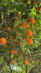 Fruit trees documented ripening in Konyaaltı, Turkey morning hours