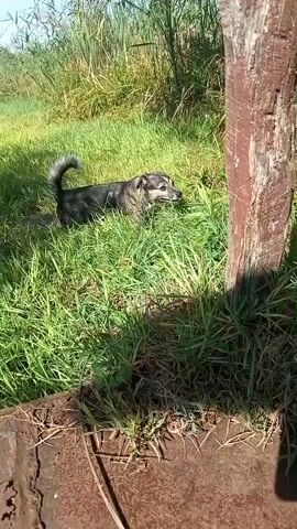 A dog is lying on the grass next to a wooden pole. The dog is mostly gray with some brown markings. Its tail is curled over its back. The dog has a harness around its head. The grass is green and there are some weeds growing. There is also a wooden structure in the background. The lighting suggests it is daytime.