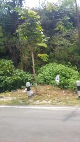 The video is a first-person view from a moving vehicle, likely a car, traveling along a road. The scenery outside consists of dense, lush green vegetation on a sloped embankment. There are trees, bushes, and possibly ferns. Along the side of the road, there are several black and white striped bollards, indicating the edge of the road or a potential hazard. Some scattered white and colored debris is visible on the ground near the embankment, suggesting litter. The sky is visible above the trees, appearing bright, possibly overcast or with partial sun. The video captures a continuous, forward motion, with the landscape steadily passing by.