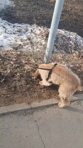 A medium shot shows a tan-colored Cocker Spaniel dog on a leash, intensely sniffing at the ground near a metal pole beside a sidewalk. The dog is wearing a dark-colored harness. The ground is a mix of dirt, dead leaves, and a few green plants. A small patch of snow is visible nearby. The sidewalk is gray. In the background, there's a house with a blue fence, bare trees, and another house further off. The lighting suggests a sunny day.