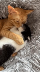 Cats and kittens observed playing, resting in Belarus home
