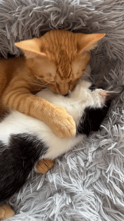 Cats and kittens observed playing, resting in Belarus home