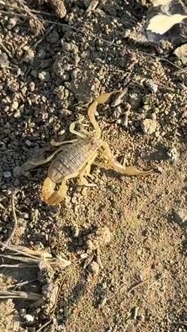 A scorpion is shown in a close-up overhead shot. The scorpion is light brown with a segmented body, eight legs, and two pincers. Its tail is curved upwards. The scorpion is on dry, rocky ground with some small twigs and leaves scattered around. The lighting suggests it is outdoors during the day.