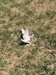 Puppy in green harness plays and explores on a sunny Chișinău morning