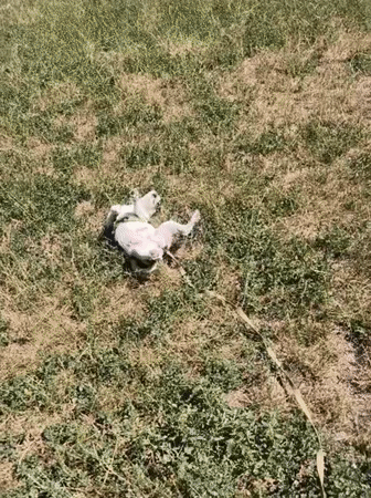 Puppy in green harness plays and explores on a sunny Chișinău morning