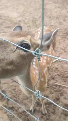 The video shows a close-up view of a spotted deer, likely a fawn, inside an enclosure made of wire fencing. The deer comes close to the fence, its head and face prominent in the foreground. The background reveals a dirt or sand surface, and another deer can be seen lying down further back in the enclosure. The camera remains static, focusing on the deer at the fence. The deer turns around, and the video ends.