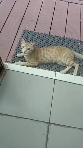 An orange tabby cat is lying down on a black mat on a wooden deck. The cat is looking at the camera.