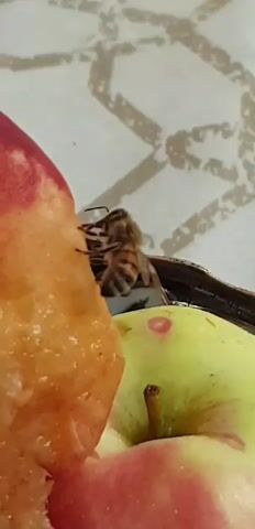 A close-up video shows a honeybee on a piece of fruit. The fruit appears to be a peach, with its fuzzy skin and vibrant orange and red hues. The bee is positioned on the side of the fruit, its body facing away from the camera. Its striped abdomen and delicate wings are visible. The background is blurred, but it seems to be a light-colored, textured surface, possibly a tablecloth or placemat. The focus is clearly on the bee and the fruit, suggesting an interest in the interaction between the insect and the food source.