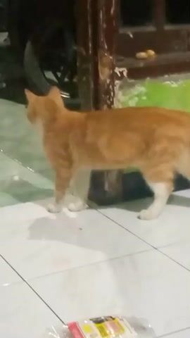 A ginger cat with white paws and chest walks across a tiled floor. The cat is in focus while the background is blurred. The background shows a dark motorcycle or scooter and some furniture. There is a package on the floor in the foreground.