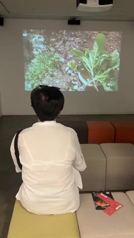 A person from behind, with short black hair and wearing a white shirt and a white bra, is sitting on a low bench. The person is facing a large white screen on which a video is projected. The video shows a close-up of hands holding a green leafy vegetable with roots. The hands appear to be preparing the vegetable. To the right of the person, there are several colored cushions stacked in a row. On the bench in front of the person, there are two red pamphlets or brochures with text and images. The room appears to be an indoor exhibition space with a projector mounted on the ceiling.