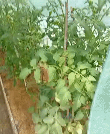 Tomato plants growing in a plastic greenhouse in Sîngerei, Moldova