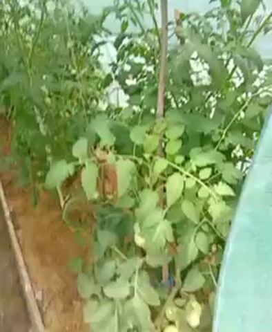 The video shows an indoor garden with rows of tomato plants. The plants are supported by stakes and appear to be growing in beds covered with straw or mulch. The camera pans slowly across the scene, showing the lush green foliage and developing tomatoes. The overall impression is one of a healthy and productive garden environment.