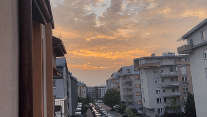 Urban domestic life: cat, balcony views, gardening activities documented