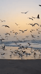 Seagull flocks spotted over Tel Aviv beaches during sunset