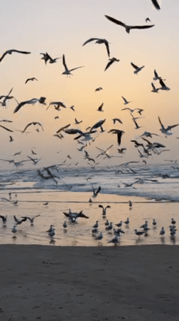 Seagull flocks spotted over Tel Aviv beaches during sunset