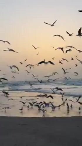 Seagull flocks spotted over Tel Aviv beaches during sunset