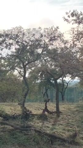 The video shows a grassy area with several trees. There are fallen logs on the ground.  A gray wall can be seen in the background, possibly a building or enclosure. The sky is overcast.