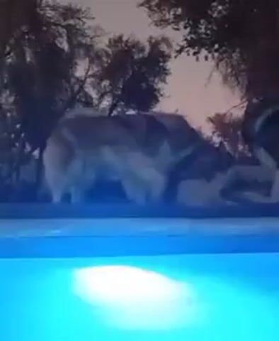 Two Alaskan Malamute dogs are standing by the edge of a pool. The pool's water is glowing blue. The dogs have light gray and black fur. They appear to be drinking from the pool. It is nighttime. Trees are visible in the background.
